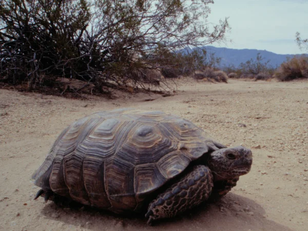 Mojave Desert Tortoise by Jim Rorabaugh