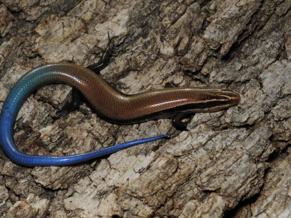 Mountain Skink by Tom Jones