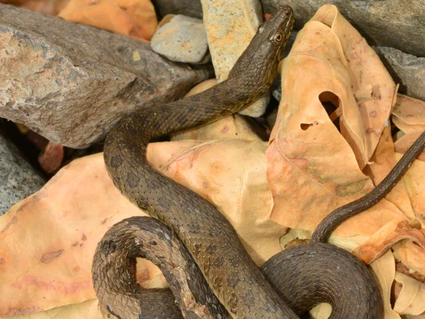 Narrow-headed Gartersnake by George Andrejko