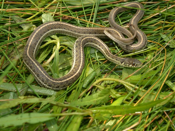 Mexican Gartersnake by George Andrejko