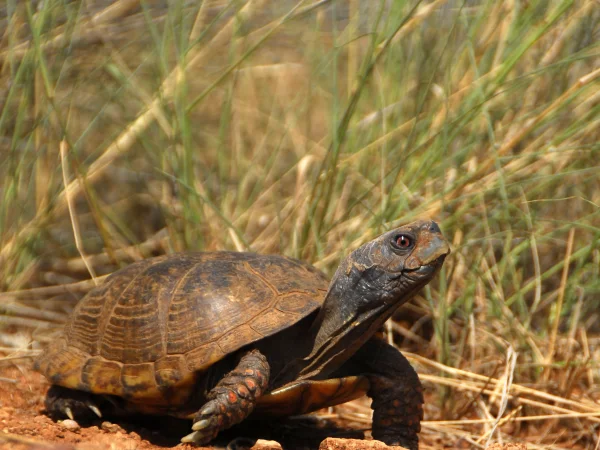 Ornate Box Turtle by George Andrejko