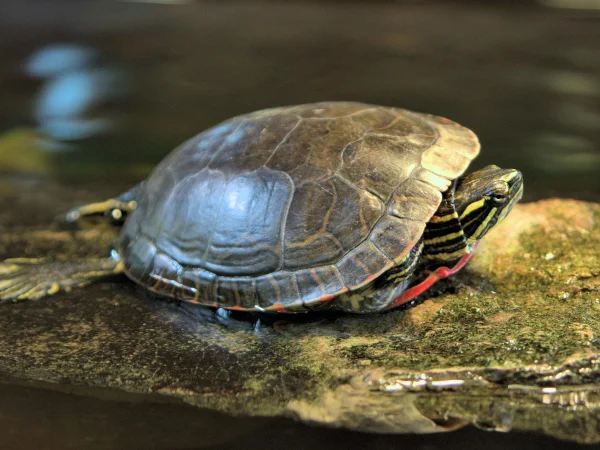Painted Turtle by Jim Rorabaugh