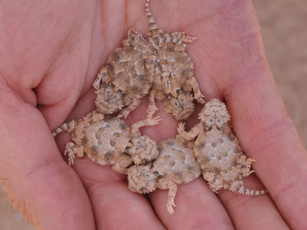 Goode's Horned Lizard by Tom Jones