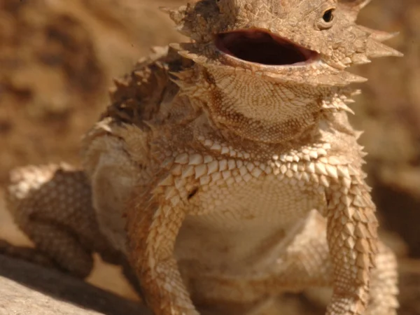 Regal Horned Lizard by George Andrejko
