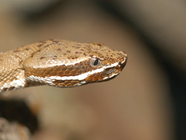 Arizona Ridge-nosed Rattlesnake by unknown photographer