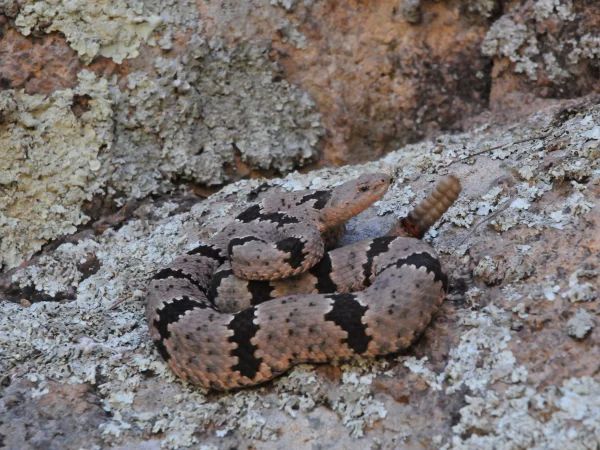 Rock Rattlesnake by Tom Jones