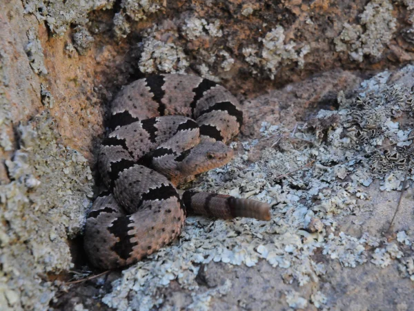 Rock Rattlesnake by Tom Jones