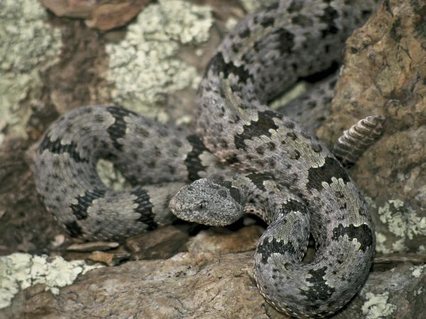 Rock Rattlesnake by George Andrejko