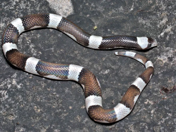 Saddled Leaf-nosed Snake by Jim Rorabaugh