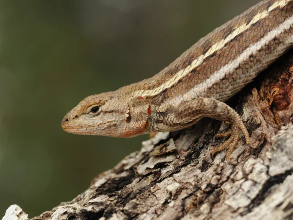 Striped Plateau Lizard by Tom Jones