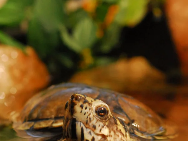 Sonora Mud Turtle by George Andrejko