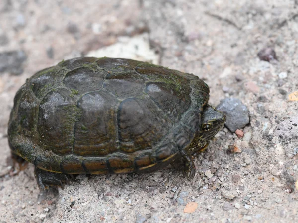 Sonora Mud Turtle by Tom Jones