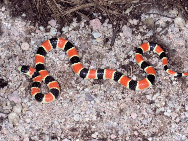 Sonoran Shovel-nosed Snake by Jim Rorabaugh