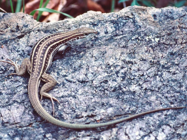 Sonoran Spotted Whiptail by Jim Rorabaugh