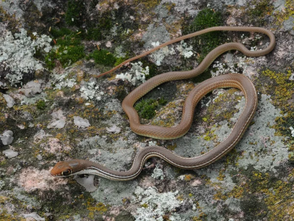 Sonoran Whipsnake by Tom Jones