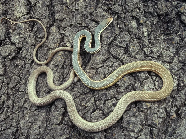 Sonoran Whipsnake by Jim Rorabaugh