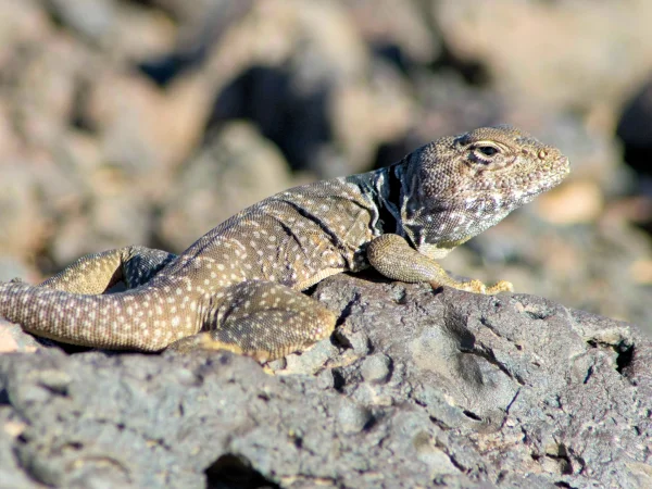 Sonoran Collared Lizard by Jim Rorabaugh