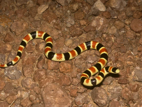 Sonoran Shovel-nosed Snake by Tom Jones
