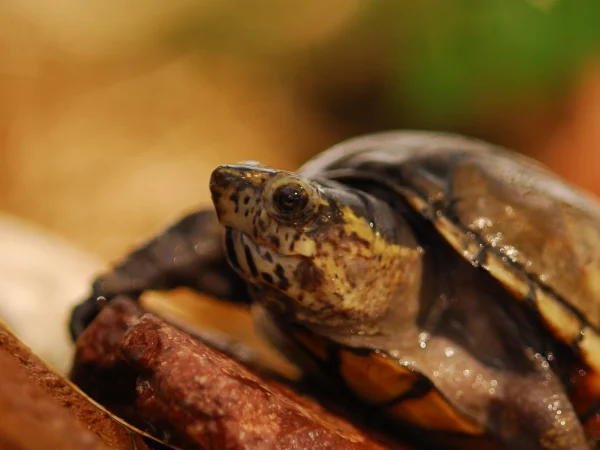 Sonoyta Mud Turtle by George Andrejko
