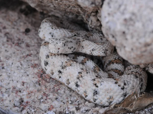 Southwestern Speckled Rattlesnake (Speckled Rattlesnake) by Tom Jones
