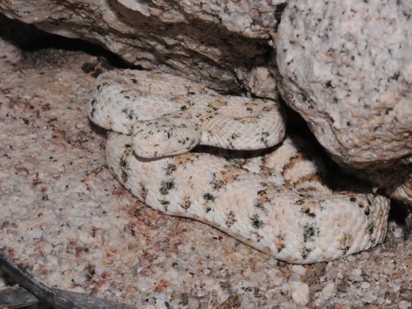 Southwestern Speckled Rattlesnake (Speckled Rattlesnake) by Tom Jones