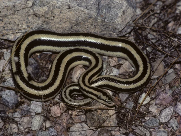 Three-lined Boa by Tom Jones
