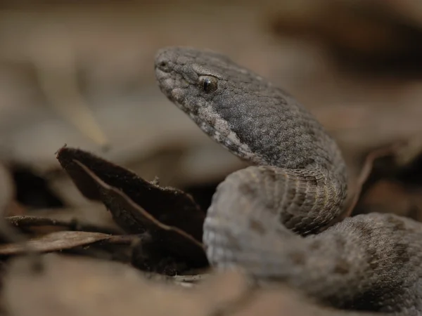 Twin-spotted Rattlesnake by George Andrejko