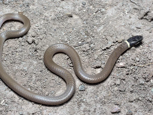 Yaqui Black-headed Snake by Jim Rorabaugh