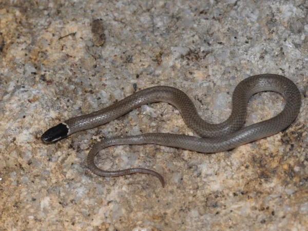 Yaqui Black-headed Snake by Tom Jones