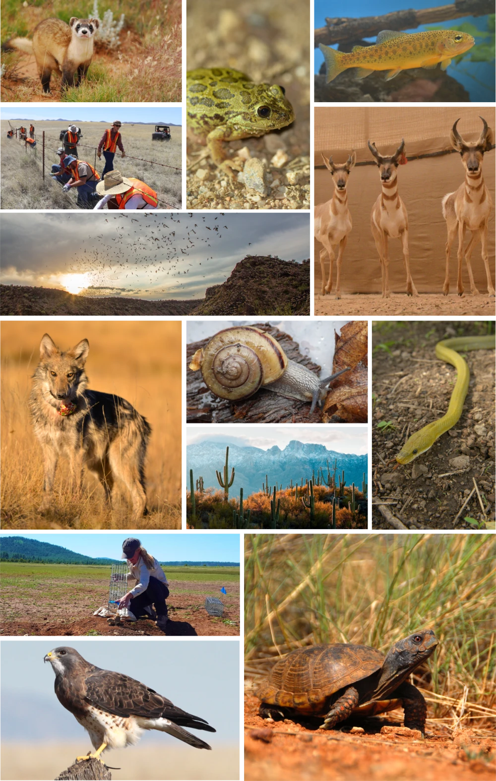 A photo mosaic of species of conservation need and habitats