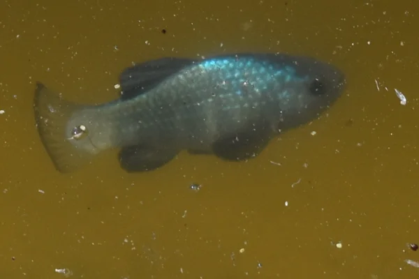 Sonoyta Pupfish by Cynthia Soria