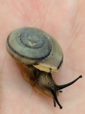 Chiricahua Talussnail by Jeff Sorensen
