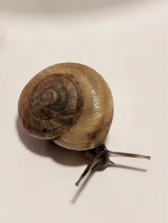 Diablo Mountainsnail by Jeff Sorensen