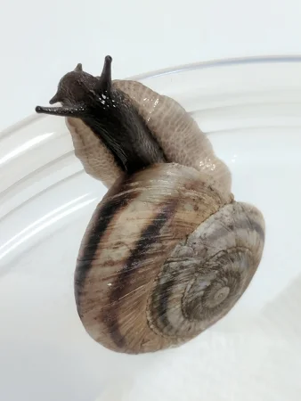 Huachuca Mountainsnail by Jeff Sorensen