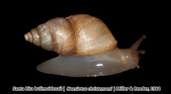 Santa Rita Rabdotus by Nick D. Waters