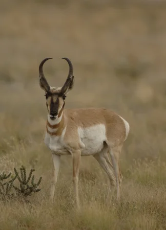 American Pronghorn by George Andrejko