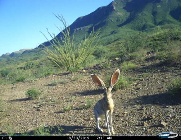 Antelope Jackrabbit by AZGFD Borderlands Program