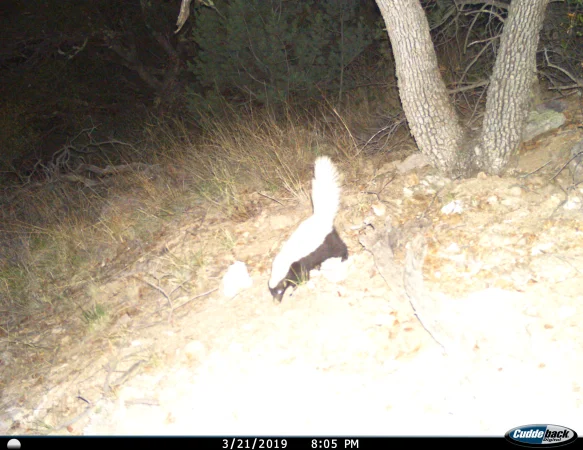 Hog-nosed Skunk by AZGFD Borderlands Program