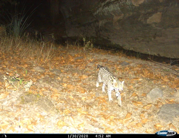 Ocelot by AZGFD Borderlands Program