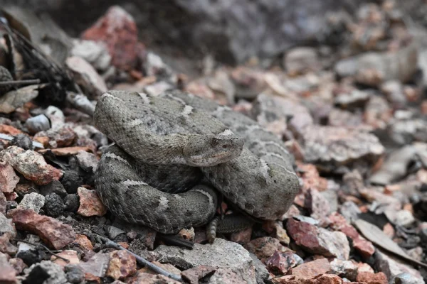 New Mexico Ridge-nosed Rattlesnake by Tom Jones
