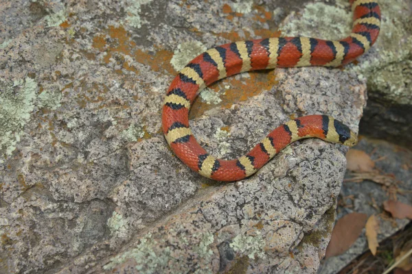 Sonoran Mountain Kingsnake by unknown photographer