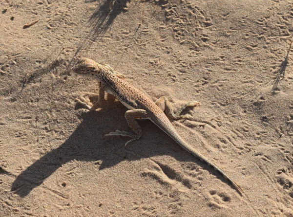 Yuman Desert Fringe-toed Lizard by Cynthia Soria